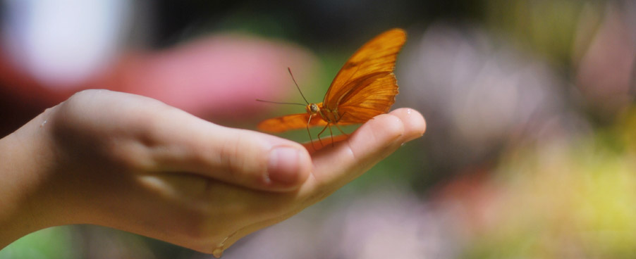 motýl - cíle společnosti